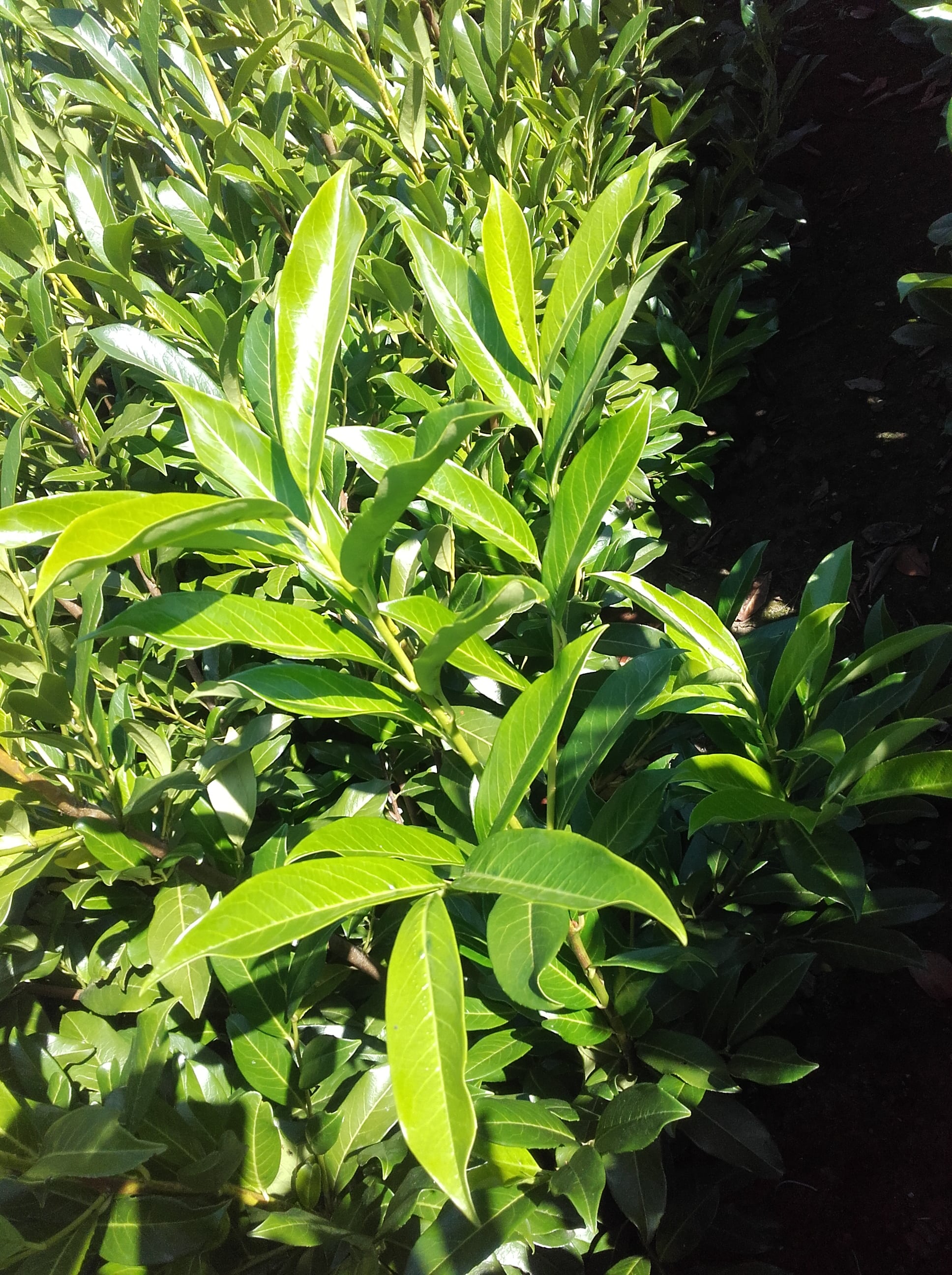 Caucasica 2