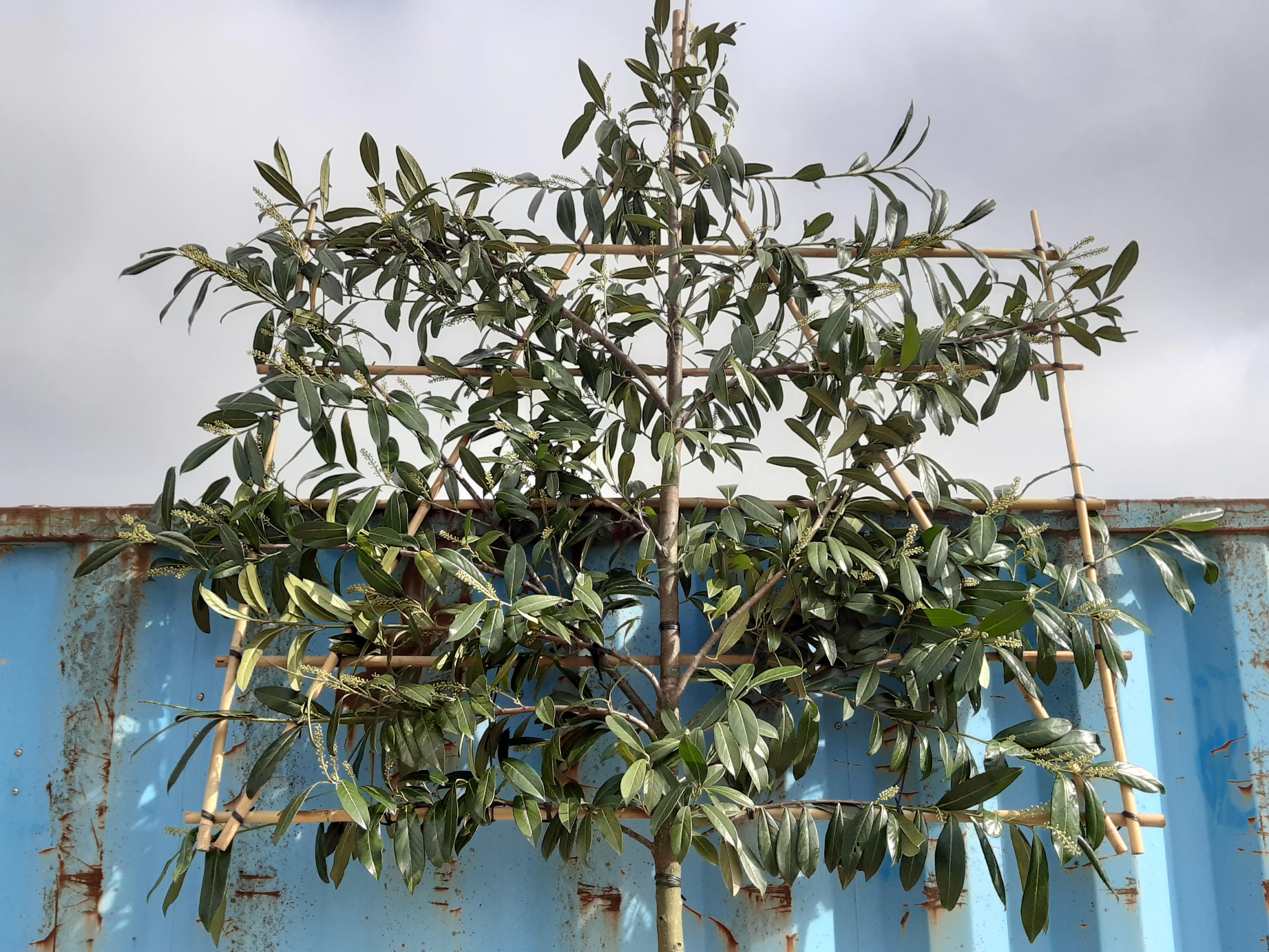 Prunus Leibomen 2
