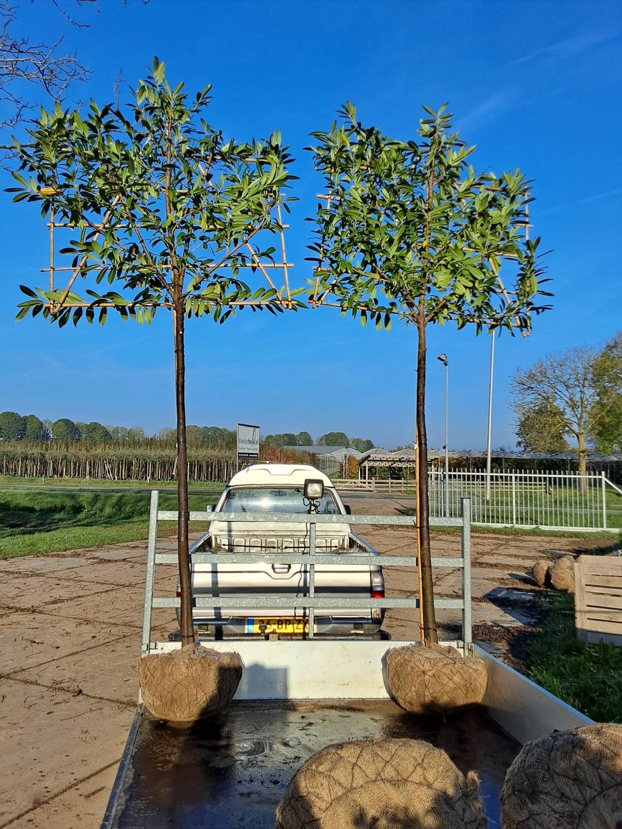 Prunus Leibomen 3